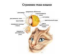 kak vidyat koshki kak ustroeno zrenie kota s foto i opisaniem