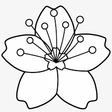 To begin with, cherry blossoms are popularly known for their remarkable beauty. Cherry Blossom Line Art Flower Cartoon Images Black And White Transparent Png 4724x4459 Free Download On Nicepng