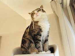 kitties おしゃれまとめの人気アイデア pinterest kim rogers 面白い猫の写真 キュートな猫 にゃんこ