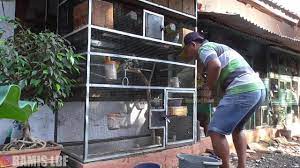 Mnfaat beternak lovebird dengan sistem kandang koloni. Cara Membersihkan Kandang Lovebird Koloni Bamis Lovebird Farm Youtube
