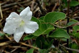 Image result for Ruellia patula