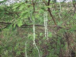 Image result for Embelia nilotica