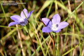Image result for Wahlenbergia pulchella