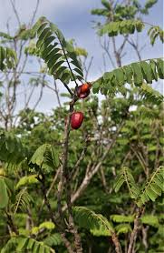 Image result for Rourea