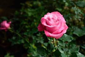 Esta hermosa flor de olor agradable tiene una conexión tan larga con nosotros. Las Rosas Mas Bellas Del Mundo Jardineria On