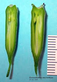 Image result for Gerrardanthus lobatus