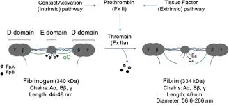 180 = 2 * 2 * 3 * 3 * 5. Mechanical And Biochemical Role Of Fibrin Within A Venous Thrombus European Journal Of Vascular And Endovascular Surgery