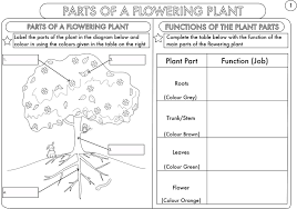 Whether you are teaching biology two separate answer sheets are associated with each passage. Year Science Parts Of Plant Worksheet Teaching Resources Budgeting Handout Free Printable Addition With Regrouping For Grade 2 Dot To Preschool 1 Adding And Subtracting Nursery Pattern Writing Pdf Reading Calamityjanetheshow