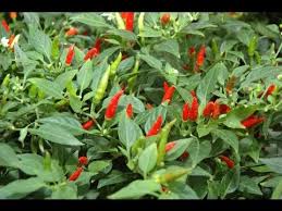Maybe you would like to learn more about one of these? How To Grow Chilli Peppers Video With Thompson Morgan Youtube