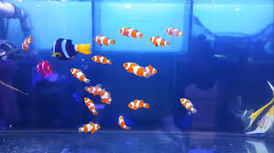 Check spelling or type a new query. Ikan Hias Air Laut Yellow Tang Jaya Aquarium