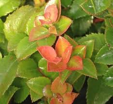 Image result for Vaccinium stanleyi