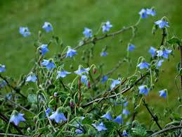 Image result for Vigna pygmaea