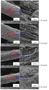 Image result for fiber morphology