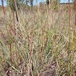 Image result for Loudetia simplex