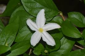 Image result for Heinsia