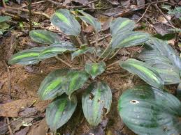 Image result for Palisota ambigua