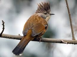 Image result for Bridelia atroviridis