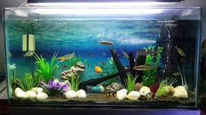 the 150 ltr community fish tank youtube