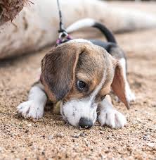 Free dog classifieds pawbe is here to help you find the perfect puppy for you and your family breeders and puppy owners can list their cute puppies here. Blue Tick Beagles 30 Fantastic Fun Facts About The Dark Flecked Beagle