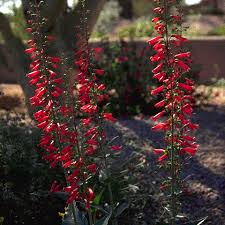 Two particularly good varieties are firecracker (penstemon eatonii) and parry's penstemon (penstemon parryi). Plant Detail