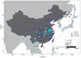 Image result for Oenanthe mildbraedii