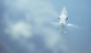 Der grund liegt darin, dass es zu beginn eines aquariums noch keine bakterien gibt, welche dafür sorgen das giftige abfälle und schadstoffe abgebaut und umgewandelt werden. Beckenwechsel Umzug In Ein Neues Becken Zooroyal Magazin