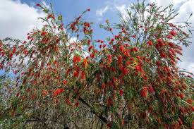 Image result for Callistemon