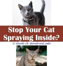 In most cases, getting the cat neutered will. 18 Ravishing Can A Cat Stop Spraying