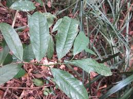 Image result for Bridelia scleroneura