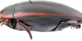 Der Grosste Schwimmkafer Der Welt Konnte Doch Noch Unter Uns Weilen Natur Derstandard De Wissen Und Gesellschaft