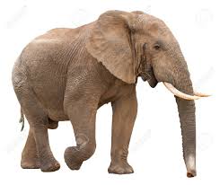 Image result for elephants against white background