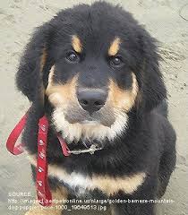 Popular dog breed questions sorry, there are no golden mountain dog puppies for sale at this time. Breeds Dogs Golden Mountain Dog Petpremium