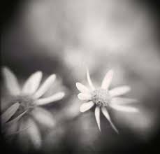 Shop for black and white flower art prints from our community of independent artists and iconic brands. Holga Macro Photograph By Angela Petsis Toy Camera Photography Black And White Photography Film Drea Flowers Photography Blur Photography White Photography