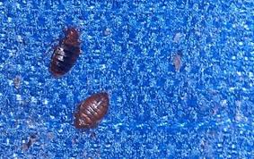 Bed bug bites may lead to skin changes ranging from small areas of redness to prominent blisters. How To Identify Bedbugs And Distinguish Them From Other Pests Dengarden