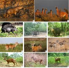 Image result for Rhytachne subgibbosa