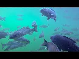 Spearfishing Carp In Lake Mead Colorado River Spearfishing Lake Mead Lake