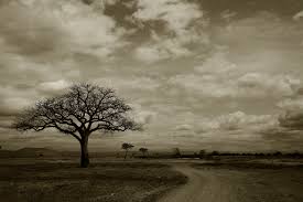 White color plain background images are available here, scroll to find the most suitable variation of white color for your project. Wallpaper Landscape Old Nature Sky Field Blue Morning Simple Brown Canon Wind Horizon Dusk Light Cloud Beautiful Tree 5d Colors Adorable Dawn Explore Beauty Colours Amazing Plain Album Bio Dazzling Blackandwhire