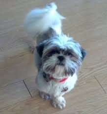 May 23, 2021 · 2 shih tzu puppies for sale in florida. About Shih Tzu Furbaby Rescue Dedicated To Rescueshih Tzus Furbabies