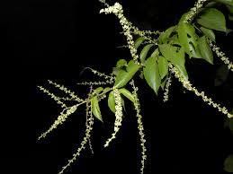 Image result for Gouania