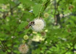 Image result for Cephalanthus