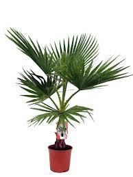 Sie wird unteranderem auch als petticoat palme bezeichnet, aufgrund ihrer herunterhängenden. Washingtonia Robusta Florastore
