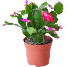 The key to getting christmas cactus to flower during the holiday season is. Plantsguru Christmas Live Cactus Zygocactus Plant Amazon In Home Kitchen