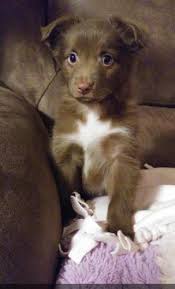 Solid patellas, and fully clear on dna panel. Miniature Australian Shepherd Puppy For Sale Adoption Rescue For Sale In Arthur Illinois Classified Americanlisted Com