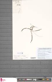 Image result for Bulbophyllum intertextum