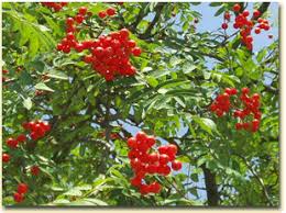 What is the native mountain ash? Mountain Ash Project Noah