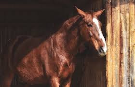 This will help to get the legs and body in the right place. How To Draw A Horse Standing Step By Step Easy Animals 2 Draw