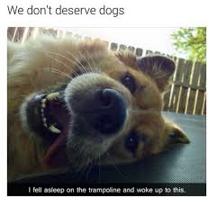 Pin By Victoria Victoria On Funny Quotes Cute Animals Cute Baby Animals Funny Animals