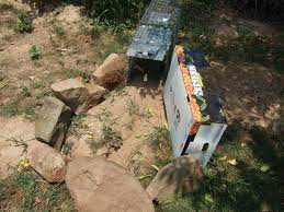 The key is to capture them alive and relocate others, will use traps that they have previously used to catch other animals such as raccoons or opossums. How To Quickly Easily Trap Nuisance Groundhogs Veggie Gardening Tips