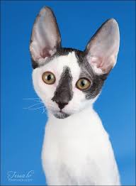 cornish rex cat i m going to have one eventually koshki devon reks milye kotiki sumasshedshie koshki