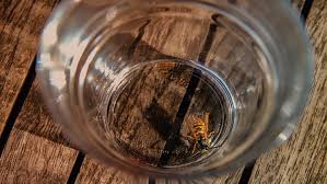 So if you find some yellow and black buzzing around your trashcan or your outdoor gathering, it's more the following is how to make bees go away without use of harmful sprays: 7 Things Pubs Can Do To Deter Wasps